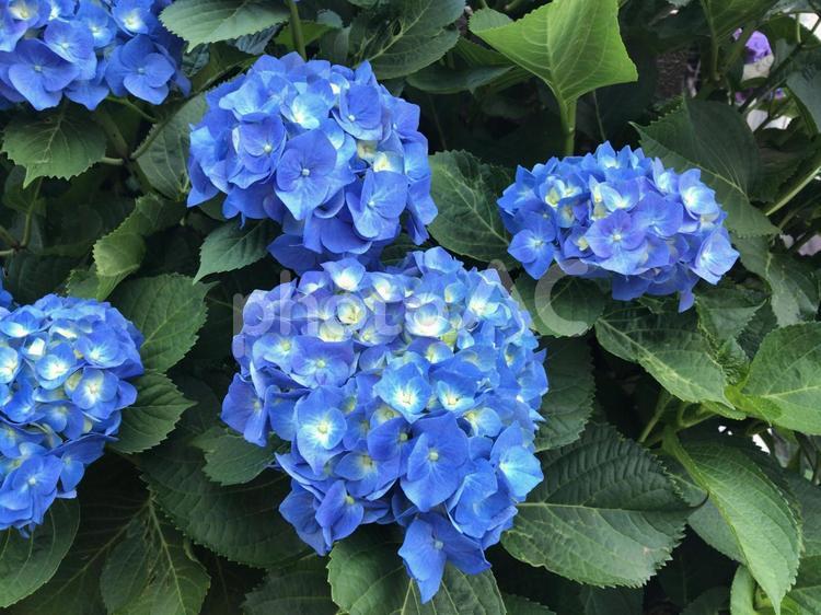アジサイ(青) 花,葉,庭園の写真素材