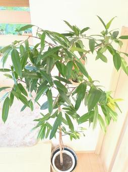 大型観葉植物　ショウナンゴム　10号鉢 大型観葉植物,ショウナンゴム,観葉植物の写真素材