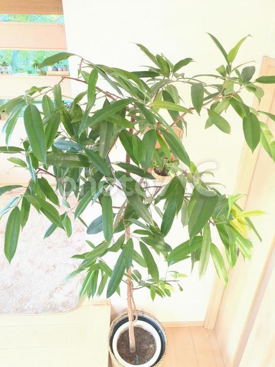 大型観葉植物　ショウナンゴム　10号鉢 大型観葉植物,ショウナンゴム,観葉植物の写真素材