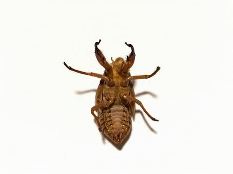 セミの抜け殻 セミの抜け殻の写真
