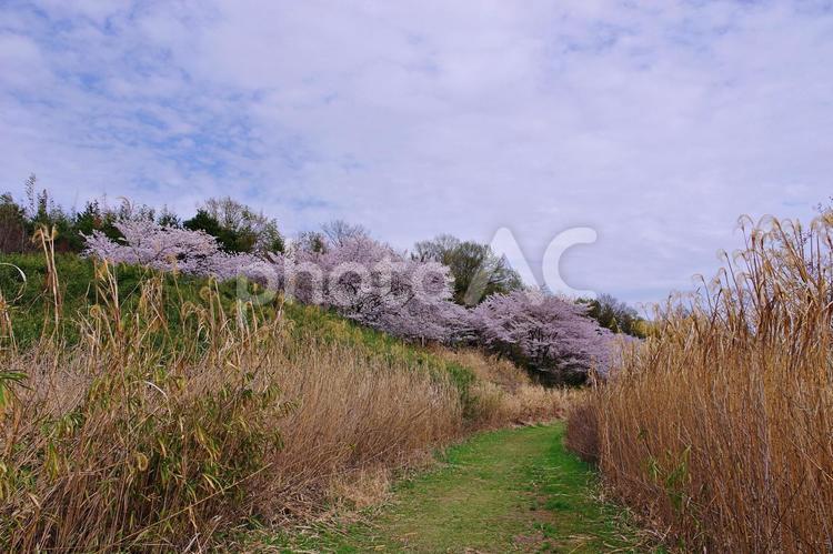 桜咲く公園風景 サクラ,桜,花の写真素材