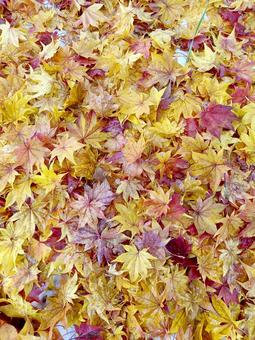 もみじの絨毯 もみじ,紅葉,かえでの写真素材