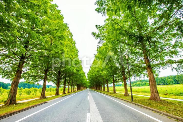 滋賀県　新緑のメタセコイア並木 メタセコイア並木,自然,風景の写真素材