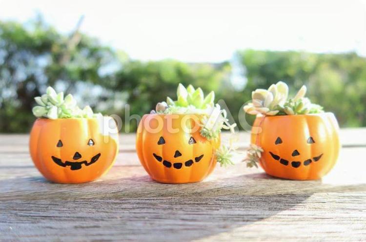 ハロウィン用寄せ植え ハロウィン,多肉植物,ジャックオランタンの写真素材