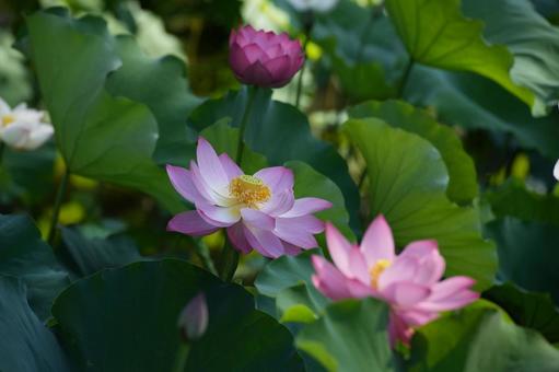 Lotus, JPG