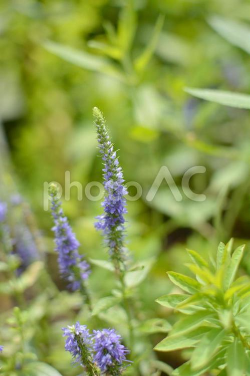 青いベロニカの花（ファーストグローリー） ベロニカ,ピンク,花の写真素材
