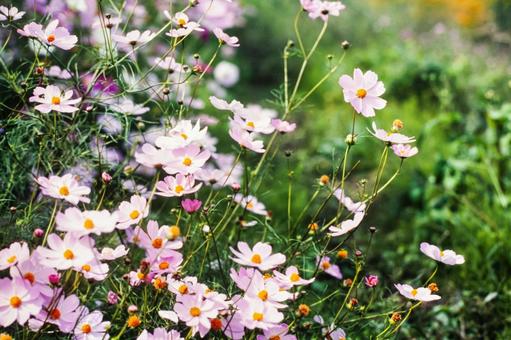 コスモス4 コスモス4 コスモス,秋,花の写真素材