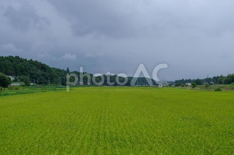 牛久に広がる田んぼの風景 稲,穂,稲作の写真素材