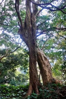 大沢 山神社のタブノキの群生 大沢 山神社のタブノキの群生の写真
