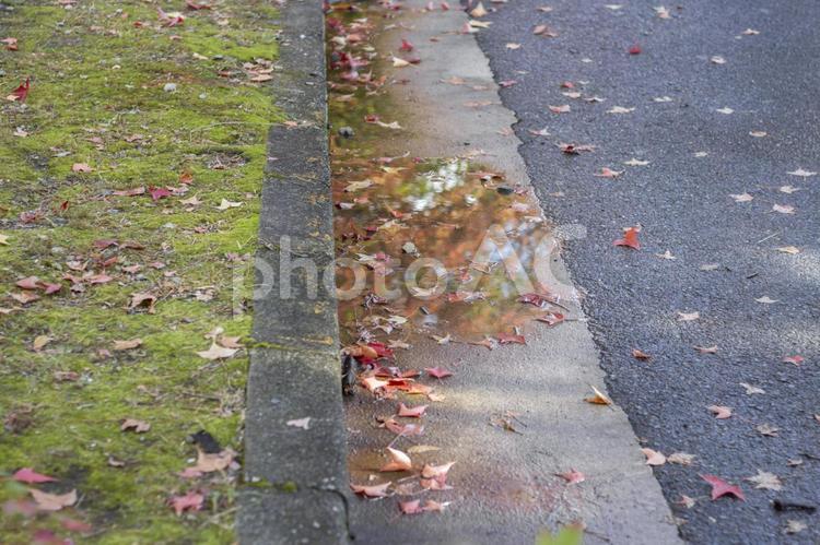 秋の雨上がり1 落ち葉,落葉,葉の写真素材