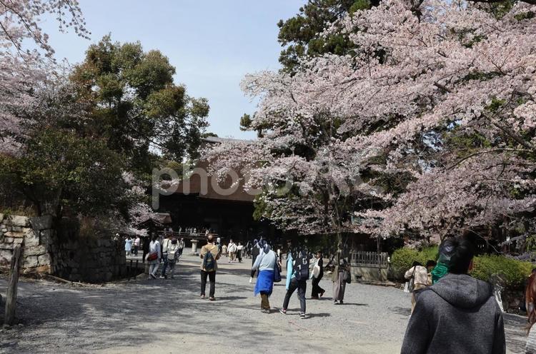 三井寺の桜（大津市） 桜,ピンク,三井寺境内の写真素材