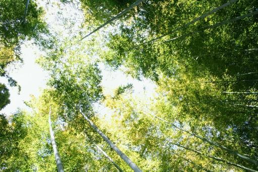 竹林を見上げる 竹林を見上げる 自然,緑,風景の写真素材