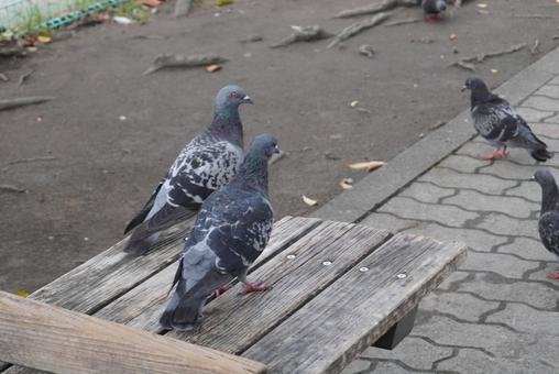 鳩の仲間 鳩,鳥,動物の写真素材