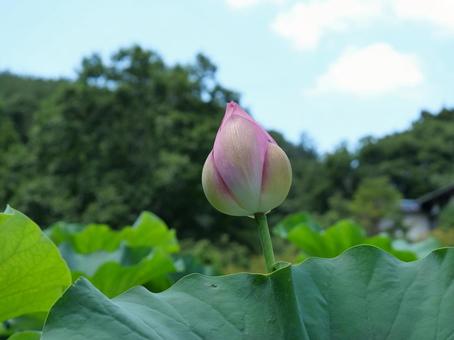 蓮の花 蓮の花の写真