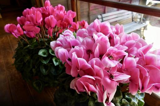 cyclamen, JPG