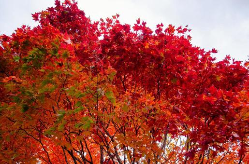紅葉 紅葉の写真