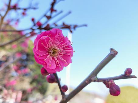梅の花 梅の花の写真