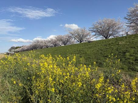 多摩川の春 多摩川の春の写真