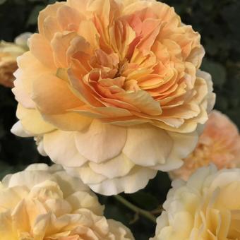 黄色い薔薇の写真