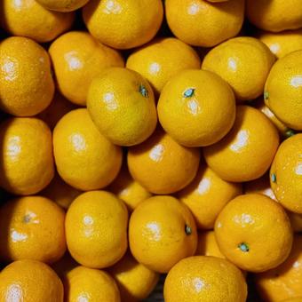 みかん みかん,ミカン,フルーツの写真素材