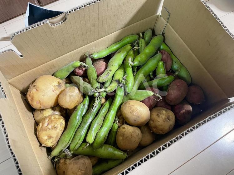 野菜 野菜,詰め合わせ,ジャガイモの写真素材
