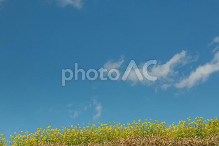 菜の花の風景 ポストカード,ポスター,壁紙の写真素材