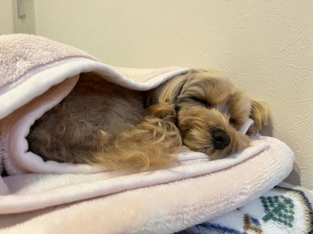 マルプー　けんけん マルプー,小型犬,ミックス犬の写真素材