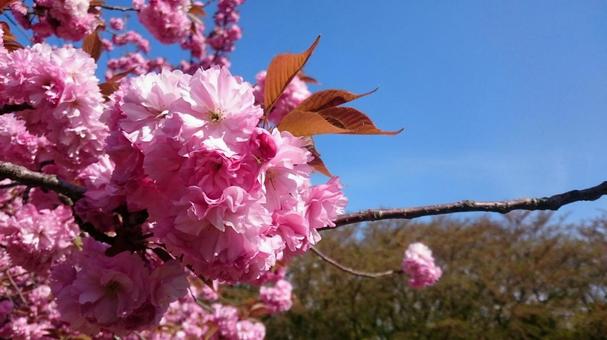 さくら さくら 桜,花,木の写真素材