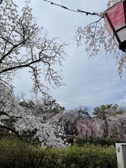 春桜 春桜 春,桜,綺麗の写真素材