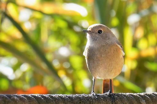 ジョウビタキ ジョウビタキの写真