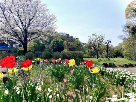チューリップの咲いている春の公園 チューリップの咲いている春の公園の写真