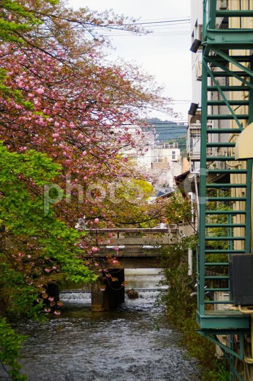 祇園四条の白川の風景 京都,東山,白川の写真素材