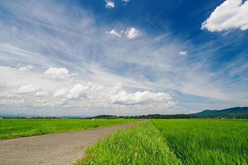 田園の風景⑽ 夏,田圃,稲の写真素材
