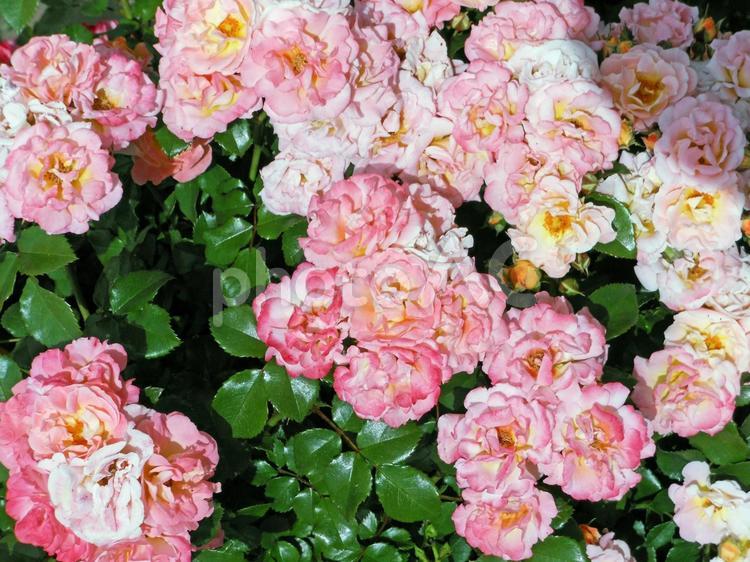 ピンクの房咲きのバラ バラ,春,花の写真素材