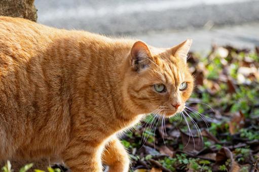 猫(272) 食肉目,ネコ科,動物の写真素材