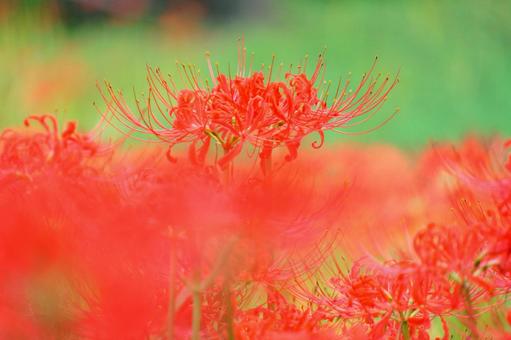 ヒガンバナ ヒガンバナ ヒガンバナ,花,秋の写真素材