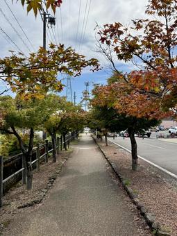 秋の朝の福井県 福井駅,朝,福井県の写真素材