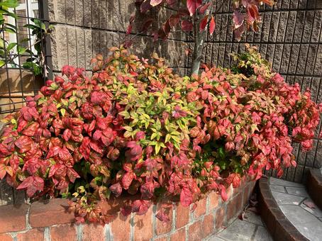 紅葉した植木 紅葉,秋,自然の写真素材