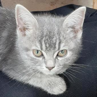 アメリカンショートヘアの子猫 アメリカンショートヘア,猫,子猫の写真素材