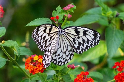 オオゴマダラ オオゴマダラ,喜界島,徳之島の写真素材