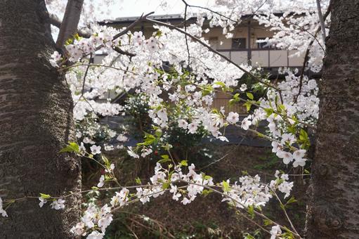 桜 桜の写真