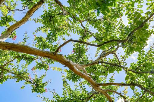 陽射しを受ける眩しいサルスベリの葉と青空 陽射しを受ける眩しいサルスベリの葉と青空 葉っぱ,木漏れ日,緑の写真素材