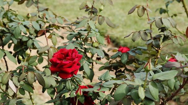 【花の写真】ばらの花 rose,植物,園芸の写真素材
