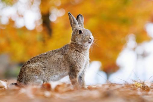 大久野島の兎 大久野島の兎 うさぎ,大久野島,野生動物の写真素材