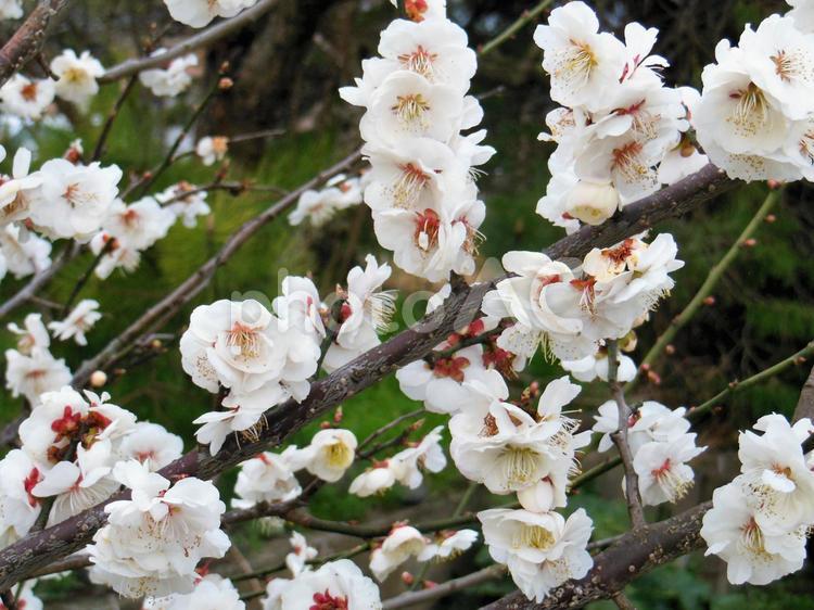 梅の花の風景 春,うめ,花の写真素材