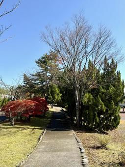 秋の昼間　福井少年運動公園 秋の昼間,福井少年運動公園,ホールの写真素材