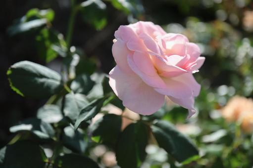 バラ園にてピンクの薔薇を撮影しましたの写真