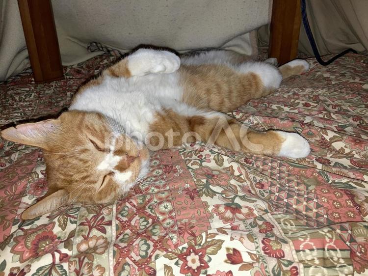 こたつの中で寝る猫 猫,キャット,虎猫の写真素材