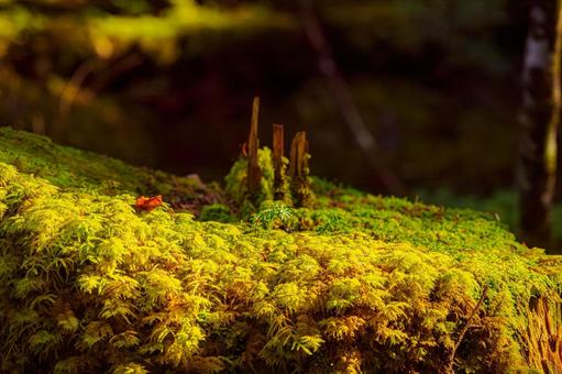 白駒池苔生す森 白駒池苔生す森の写真