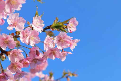 河津桜　春の訪れ サクラ,河津桜,春の写真素材